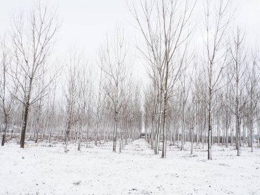 Bitki yetiştiriyorum. Sulak alanları kurutmak için hidrositler. Yeraltı sularının yüksek mevkilerine ve kentsel alanların sular altında kalmasına karşı savaş. Genç kavak kuşları. Bölgelerin boşaltılması. Kış.