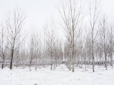 Bitki yetiştiriyorum. Sulak alanları kurutmak için hidrositler. Yeraltı sularının yüksek mevkilerine ve kentsel alanların sular altında kalmasına karşı savaş. Genç kavak kuşları. Bölgelerin boşaltılması. Kış.