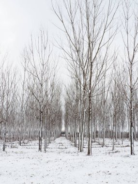 Bitki yetiştiriyorum. Sulak alanları kurutmak için hidrositler. Yeraltı sularının yüksek mevkilerine ve kentsel alanların sular altında kalmasına karşı savaş. Genç kavak kuşları. Bölgelerin boşaltılması. Kış.