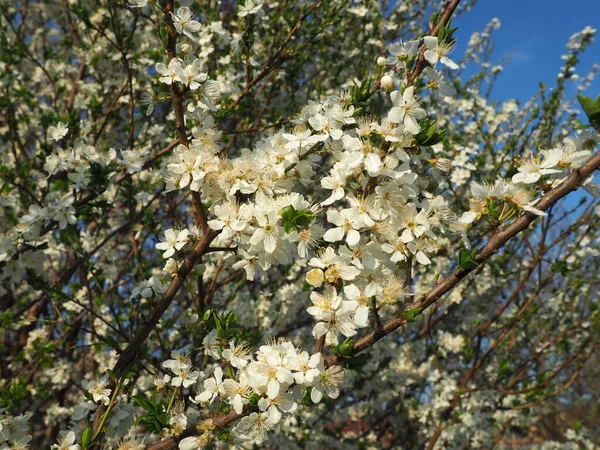 Uma Árvore Florescendo Com Flores Brancas Cereja Maçã Ameixa Cereja — Fotografia de Stock