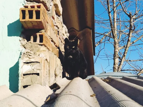黄褐色眼睛的黑猫 在谷仓的石板屋顶上 春阳天 猫在屋顶上 — 图库照片