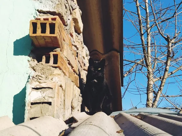 Μια Μαύρη Γάτα Κίτρινα Μάτια Στην Οροφή Ενός Αχυρώνα Άνοιξη — Φωτογραφία Αρχείου