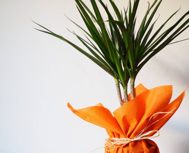 Dracaena, iç mekan olarak tropikal bitki. Beyaz peçeteli bir masanın üzerinde turuncu ambalaj kağıdıyla bir hediye. Beyaz arka plan. Dracaena veya Dracaenaceae.