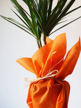 Dracaena, iç mekan olarak tropikal bitki. Beyaz peçeteli bir masanın üzerinde turuncu ambalaj kağıdıyla bir hediye. Beyaz arka plan. Dracaena veya Dracaenaceae.