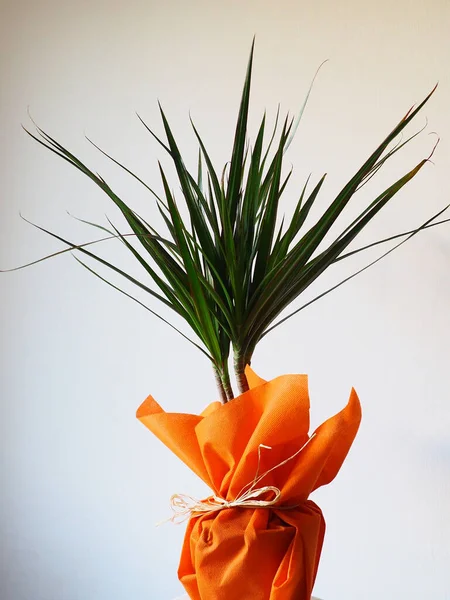 Dracaena Planta Tropical Como Item Interior Presente Papel Embrulho Laranja — Fotografia de Stock