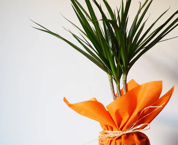 Dracaena Planta Tropical Como Item Interior Presente Papel Embrulho Laranja — Fotografia de Stock