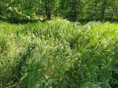 Çayırdaki ya da tarladaki güzel yemyeşil çimenler. Güçlü rüzgar. Güneşli bir hava. Tarla, açıklık ya da yabani bitki örtülü çayır. Doğal arkaplan