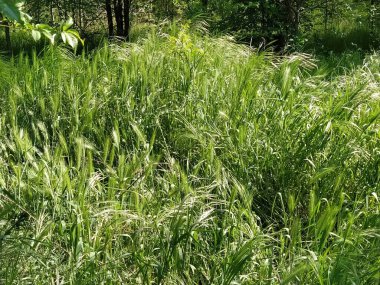 Çayırdaki ya da tarladaki güzel yemyeşil çimenler. Güçlü rüzgar. Güneşli bir hava. Tarla, açıklık ya da yabani bitki örtülü çayır. Doğal arkaplan