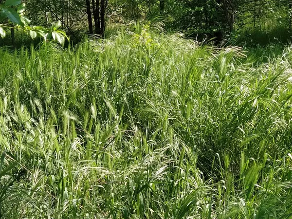 Пышная зеленая трава на газоне или поле. Сильный ветер. Солнечная погода. Поле, поляна или луг с дикой растительностью. Естественный фон — стоковое фото