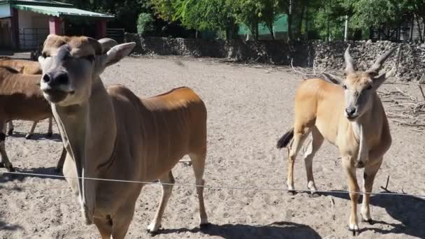 Canna, Common eland, Taurotragus oryx, antilopa žijící v Africe, v ekoregionu Serengeti. Několik antilop. Stádo velrybářských zvířat v zoologické zahradě v Srbsku — Stock video