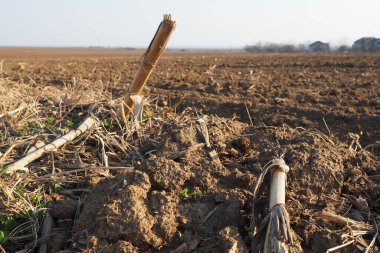 Tarım tarımı için ekilebilir alan hazır. Kara toprağı sürdüm. Mısır unu yere düştü. Ekmek için verimli toprak. Gübreler iyi bir hasat için anahtardır. Tarım işi.