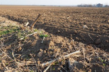Tarım tarımı için ekilebilir alan hazır. Kara toprağı sürdüm. Mısır unu yere düştü. Ekmek için verimli toprak. Gübreler iyi bir hasat için anahtardır. Tarım işi.