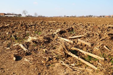 Tarım tarımı için ekilebilir alan hazır. Kara toprağı sürdüm. Mısır unu yere düştü. Ekmek için verimli toprak. Gübreler iyi bir hasat için anahtardır. Tarım işi.