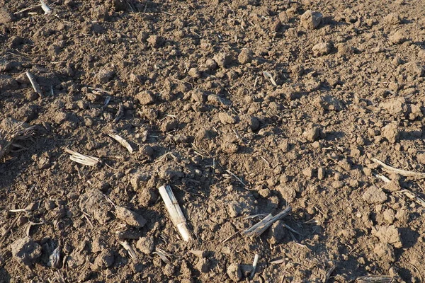 Tarım tarımı için ekilebilir alan hazır. Kara toprağı sürdüm. Mısır unu yere düştü. Ekmek için verimli toprak. Gübreler iyi bir hasat için anahtardır. Tarım işi.