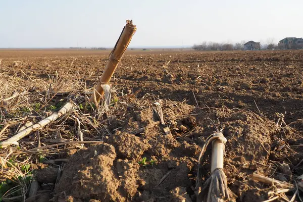 Tarım tarımı için ekilebilir alan hazır. Kara toprağı sürdüm. Mısır unu yere düştü. Ekmek için verimli toprak. Gübreler iyi bir hasat için anahtardır. Tarım işi.