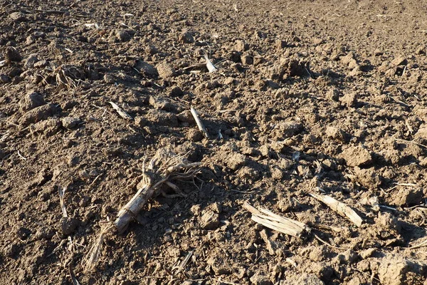 Tarım tarımı için ekilebilir alan hazır. Kara toprağı sürdüm. Mısır unu yere düştü. Ekmek için verimli toprak. Gübreler iyi bir hasat için anahtardır. Tarım işi.