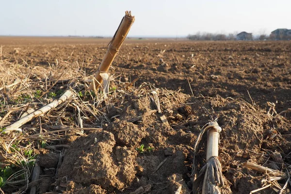 Tarım tarımı için ekilebilir alan hazır. Kara toprağı sürdüm. Mısır unu yere düştü. Ekmek için verimli toprak. Gübreler iyi bir hasat için anahtardır. Tarım işi.
