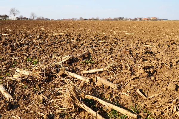 Tarım tarımı için ekilebilir alan hazır. Kara toprağı sürdüm. Mısır unu yere düştü. Ekmek için verimli toprak. Gübreler iyi bir hasat için anahtardır. Tarım işi.