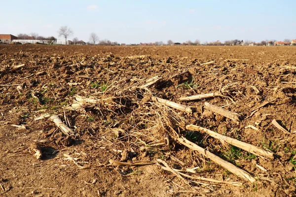 Tarım tarımı için ekilebilir alan hazır. Kara toprağı sürdüm. Mısır unu yere düştü. Ekmek için verimli toprak. Gübreler iyi bir hasat için anahtardır. Tarım işi.