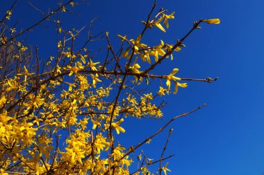 Forsythia, Olive familyasından bir çalılık cinsidir. Dallar üzerinde sayısız sarı çiçekler ve mavi bir gökyüzüne doğru filizleniyor. Lamiaceae Olive ailesi cinsi Forsythia.