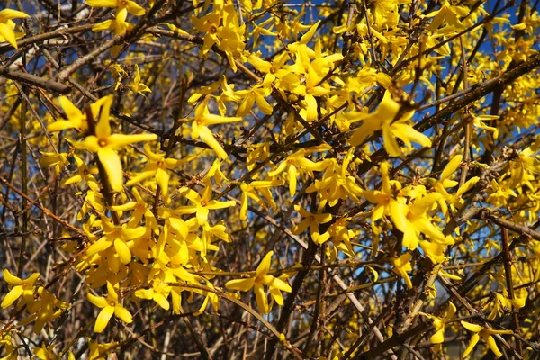 Forsythia Género Arbustos Pequeños Árboles Familia Olive Numerosas Flores Amarillas —  Fotos de Stock