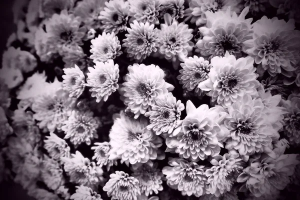 Chrysanthemen Einem Strauß Schwarzweiß Monochromfotografie Dunkle Vignettierung Postkarte Oder Karte — Stockfoto