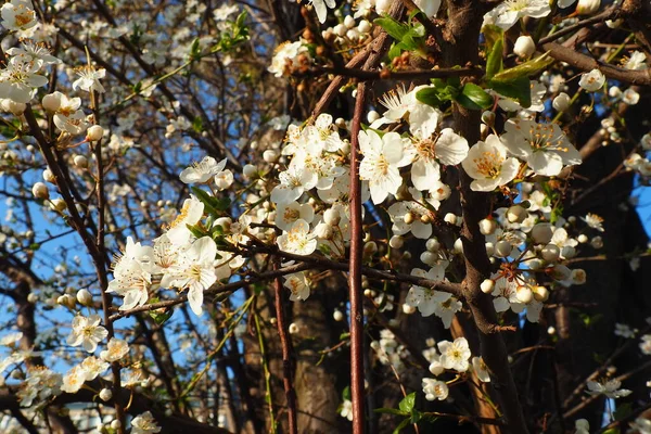 Kwitnienie Wiśni Czereśni Czereśni Piękne Pachnące Białe Kwiaty Gałęziach Złotej — Zdjęcie stockowe