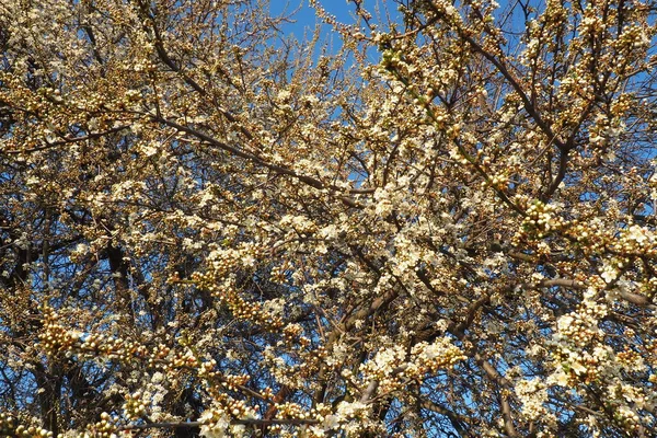 Kvetení Třešní Třešní Višní Četné Krásné Voňavé Bílé Květy Stromě — Stock fotografie