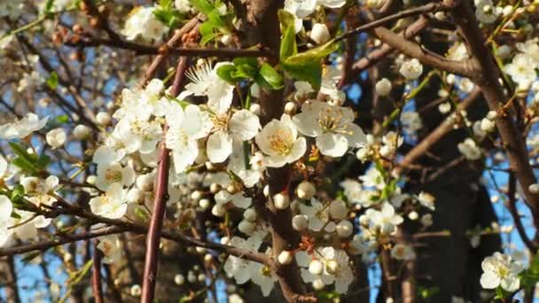 さくらんぼ 鳥の桜の開花 黄金の時間の間に枝に美しい香りの白い花 花は長い高密度の垂下ブラシで収集されます 風が吹く — ストック動画