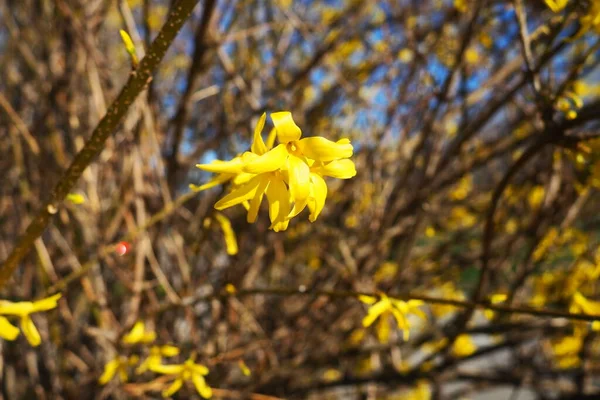 Forsythia Género Botânico Pertencente Família Olive Numerosas Flores Amarelas Ramos — Fotografia de Stock