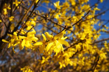 Forsythia, Olive familyasından bir çalılık cinsidir. Dallar ve filizler üzerinde sayısız sarı çiçekler. Sınıf Dicotyledonous Order Lamiaceae Zeytin Ailesi Cins Forsythia.