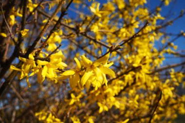 Forsythia, Olive familyasından bir çalılık cinsidir. Dallar ve filizler üzerinde sayısız sarı çiçekler. Sınıf Dicotyledonous Order Lamiaceae Zeytin Ailesi Cins Forsythia.