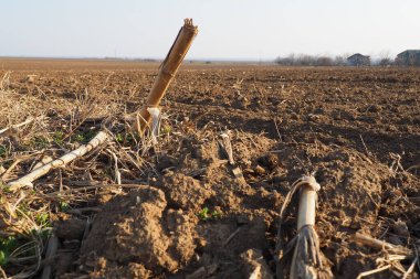 Tarım tarımı için ekilebilir alan hazır. Kara toprağı sürdüm. Mısır unu yere düştü. Ekmek için verimli toprak. Gübreler iyi bir hasat için anahtardır. Tarım işi.