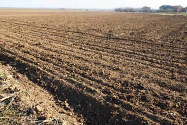 Tarım tarımı için ekilebilir alan hazır. Traktörün ya da kombinasyonunun izleri. Mısır unu yere düştü. Ekmek için verimli toprak. Gübreler iyi bir hasat için anahtardır.
