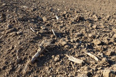 Tarım tarımı için ekilebilir alan hazır. Kara toprağı sürdüm. Mısır unu yere düştü. Ekmek için verimli toprak. Gübreler iyi bir hasat için anahtardır. Tarım işi.