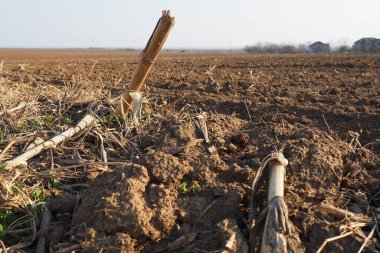 Tarım tarımı için ekilebilir alan hazır. Kara toprağı sürdüm. Mısır unu yere düştü. Ekmek için verimli toprak. Gübreler iyi bir hasat için anahtardır. Tarım işi.