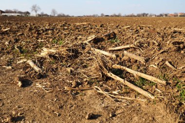 Tarım tarımı için ekilebilir alan hazır. Kara toprağı sürdüm. Mısır unu yere düştü. Ekmek için verimli toprak. Gübreler iyi bir hasat için anahtardır. Tarım işi