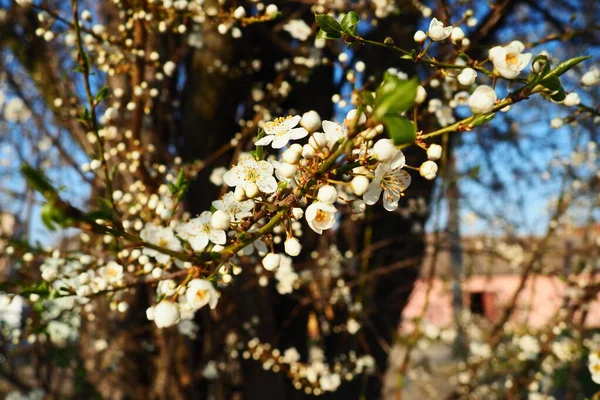 Blossoming of cherries, sweet cherries and bird cherry. Beautiful fragrant white flowers on the branches during the golden hour. Spring white flowers are collected in long thick drooping brushes.