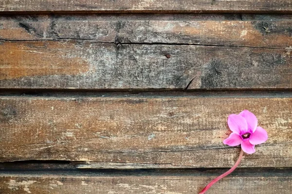Cyclamen Flower Side View Shabby Wooden Background One Flower Five — ストック写真