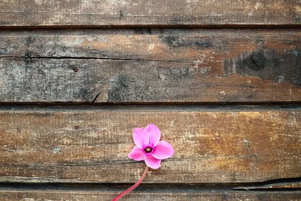 Cyclamen Flower Side View Shabby Wooden Background One Flower Five — ストック写真