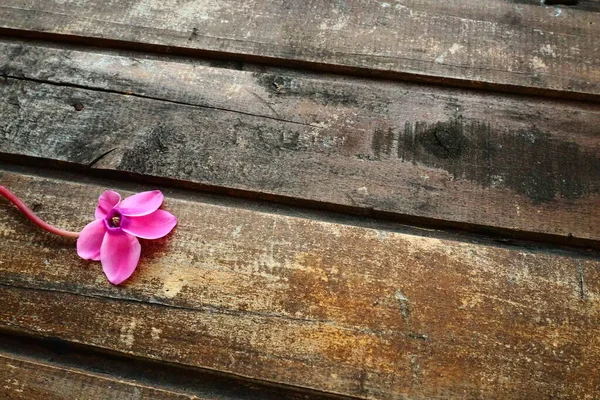 Vista Lateral Flor Ciclamen Sobre Fondo Madera Mal Estado Una — Foto de Stock