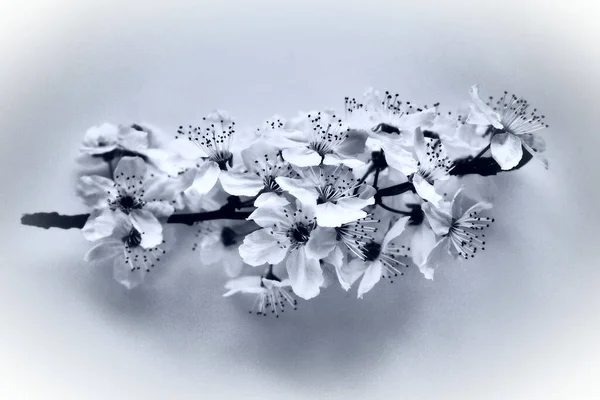 Vogelkirsche Kirsche Oder Süßkirsche Blühen Auf Weißem Hintergrund Frühlingsblumen Auf — Stockfoto