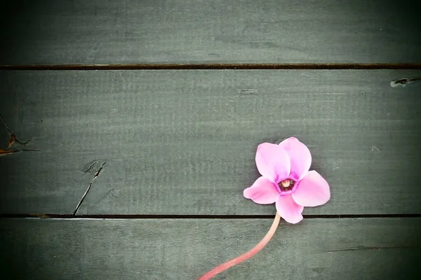 Flor Ciclamen Rosa Sobre Fondo Negro Madera Malhumorada Una Flor —  Fotos de Stock