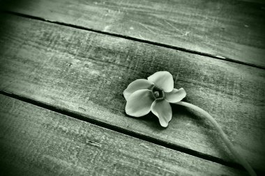 Kasırga çiçeği ahşap arka planda. Beş yapraklı bir çiçek, boşluğu kopyala. İçinde siklamen olan çiçek kartı. Köylü usulü. Yeşil renk, tek renkli fotoğraf pişmanlıkla birlikte. Üzgünüm kartpostal.