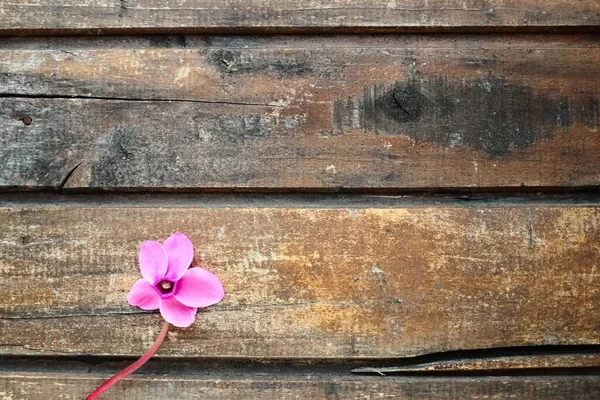 Cyclamen Flower Side View Shabby Wooden Background One Flower Five — ストック写真