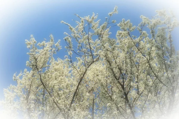 さくらんぼ 鳥の桜の開花 ツリー上の多数の美しい香りの白い花 春の花は垂れ下がったブラシで集められます ぼやけた霧の焦点 ホワイト ヴィネット — ストック写真