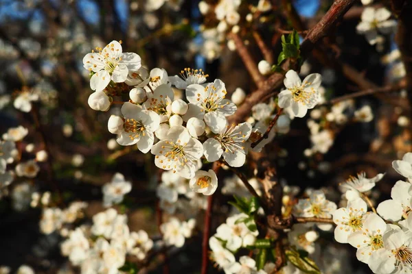 Floraison Cerises Cerises Douces Cerises Oiseaux Belles Fleurs Blanches Parfumées — Photo