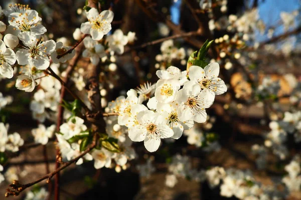 Florecimiento Cerezas Cerezas Dulces Cerezas Pájaro Hermosas Flores Blancas Fragantes — Foto de Stock