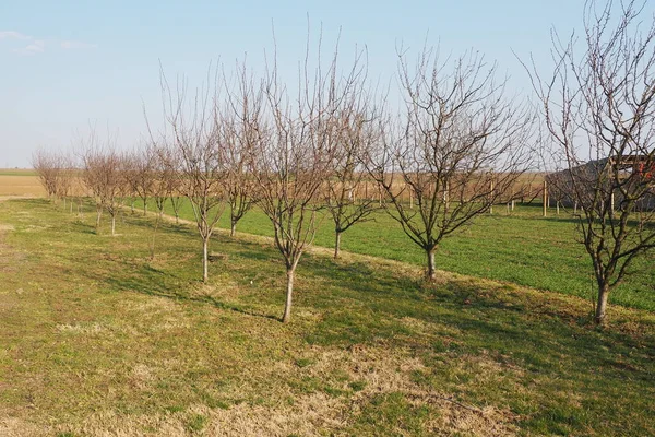 Árvores Fruto Plantadas Uma Fileira Uma Fazenda Sérvia Trabalho Agrícola — Fotografia de Stock