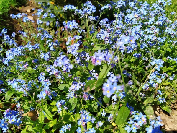 Beni-unutma-lar. Myosotis, Boraginaceae ailesinde çiçek açan mavi bitkiler. Unutma-beni-nots ya da akrep otu Myosotis alpestris çimenleri ve çiçek yataklarını süslemek için küçük çiçekler. Bahçe düzenlemesi